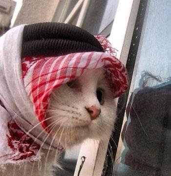 Nama kucing jantan islam