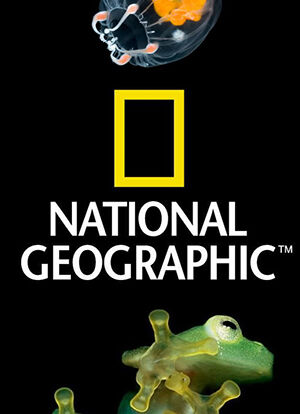Foto Terbaik National Geographic Frog