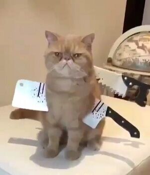 Ekspresi Kucing Terlucu Terimut Instagram 2018 2 87ec9