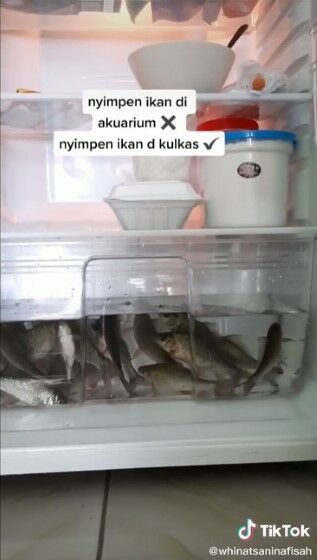 Viral Ikan Nilem Di Kulkas E837a