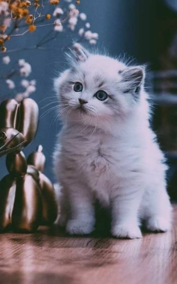 363 Wallpaper Kucing Aesthetic Picture - MyWeb