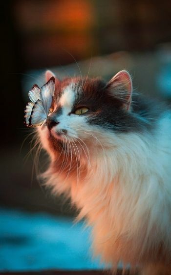 90+ Wallpaper Kucing Yang Estetik Pics - MyWeb