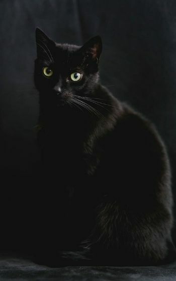 93 Wallpaper Kucing Hitam Aesthetic Picture - MyWeb