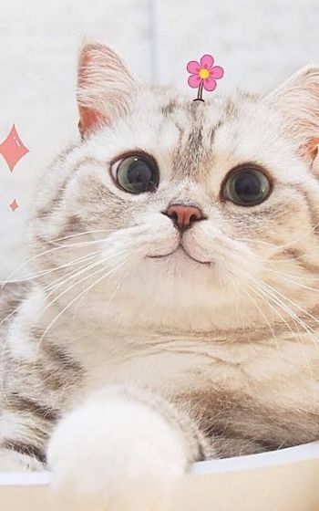 Download 95 Gratis Wallpaper Estetik Kucing HD Terbaik Background ID