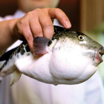Ikan Fugu 4a5b3