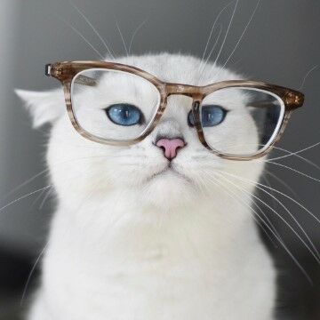 Cobythecat Cbadd