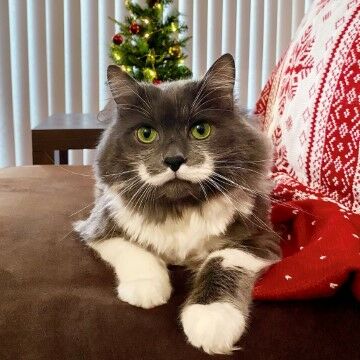 Hamilton The Hipster Cat 93c4f