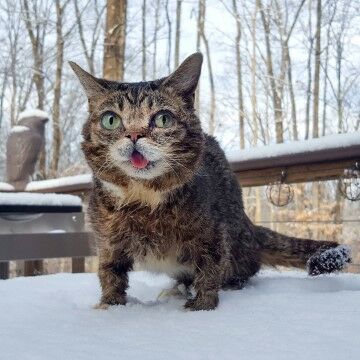Iamlilbub Dfaec