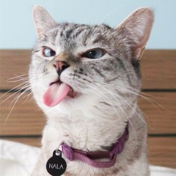 Nala Cat A7d5f