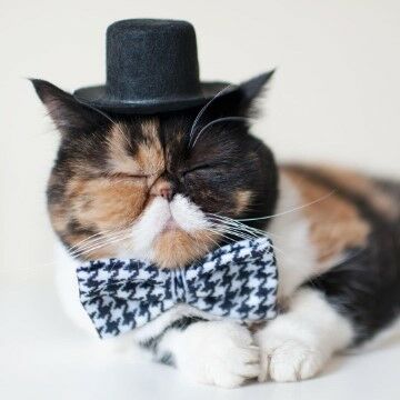 Pudgethecat 26cac