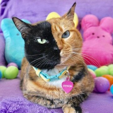 Venustwofacecat 992fa