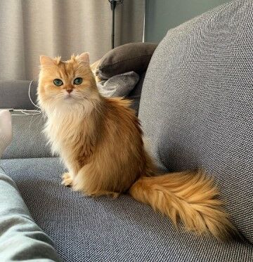 Smoothiethecat 78cc7