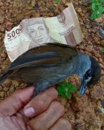 Burung Pelanduk Kalimantan 172 Tahun Hilang 8a117