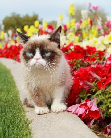Realgrumpycat D8f6e