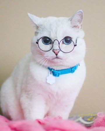 White Coffee Cat 057c6