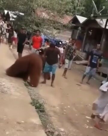Orangutan 2 Acc09