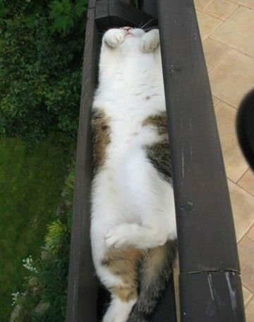 Kucing Santai 83af5