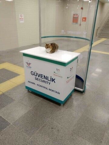 Kucing Lucu Banget 8db8c