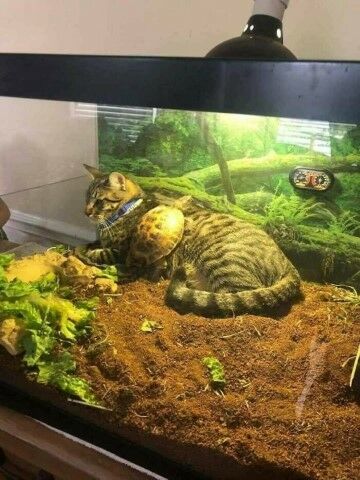 Kucing Lucu Sekali D51da