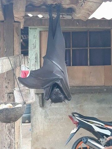 Megabat B1c19