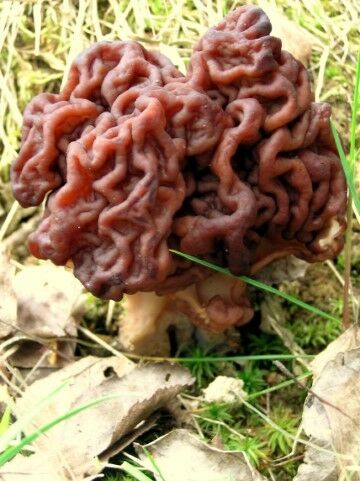 Gyromitra Esculenta Fc129