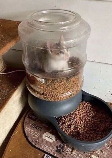 Kucing Lucu 282f0
