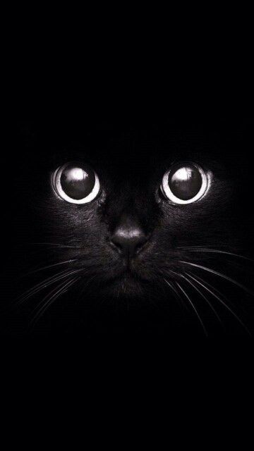 Wallpaper Keren Hitam Kucing Large Dfab3