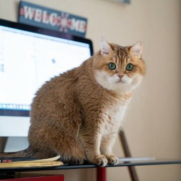 Hosico Cat 7e503