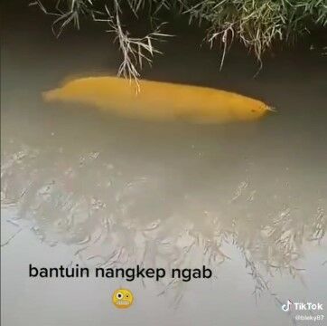 Viral Arwana Di Selokan D01b2