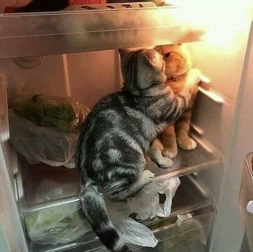 Kelakuan Kucing Yang Lucu 5b0b0