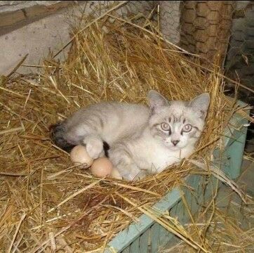 Kucing Lucu Dan Imut B2a3b