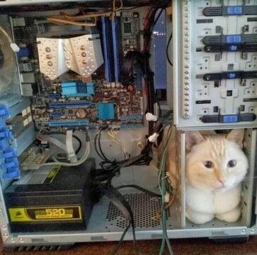 Kucing Lucu Imut Cantik Dan Menggemaskan Cf244