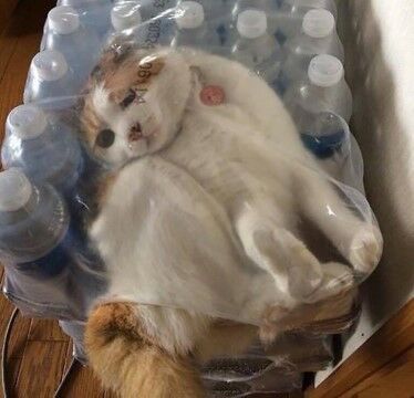 Kucing Cf3cb