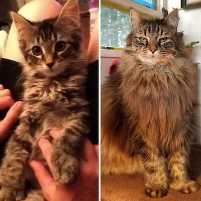 Foto Kucing Anggora Ec361