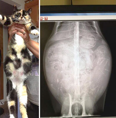 Gambar X Ray Binatang 5