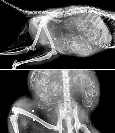 Gambar X Ray Binatang 9