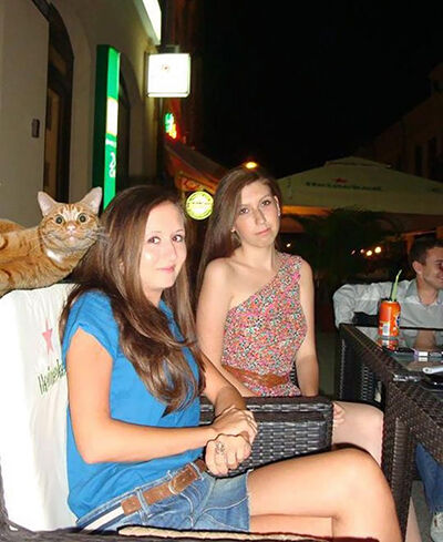 Photobomb Kucing 9