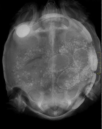 Gambar X Ray Binatang 11