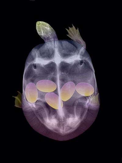Gambar X Ray Binatang 1