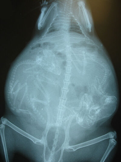 Gambar X Ray Binatang 12