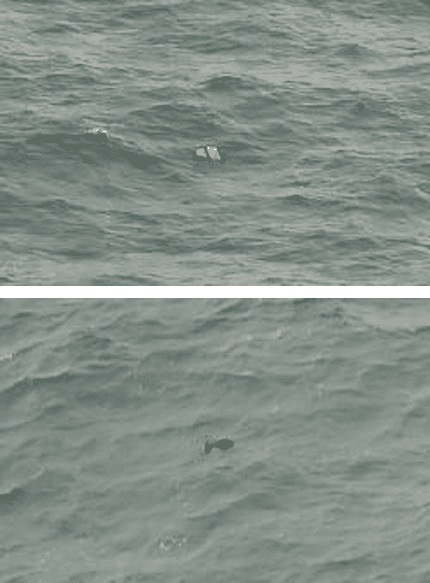 Airasia In The Sea