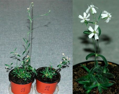 Silene Stenophylla 7a3e4