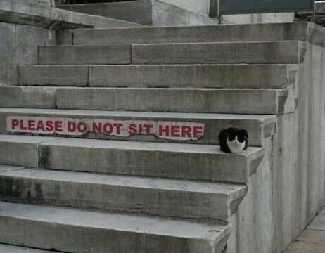 Kucing Lucu Bikin Ngakak 2ca4c