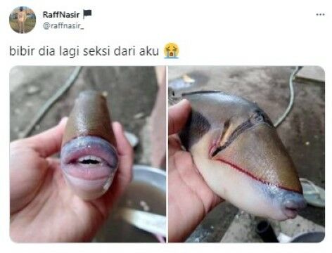 Ikan Bergigi Mirip Manusia 77f88