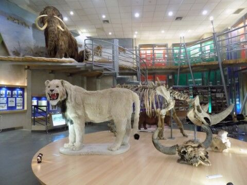 Museum Hewan Purba Di Republik Sakha Df2ac