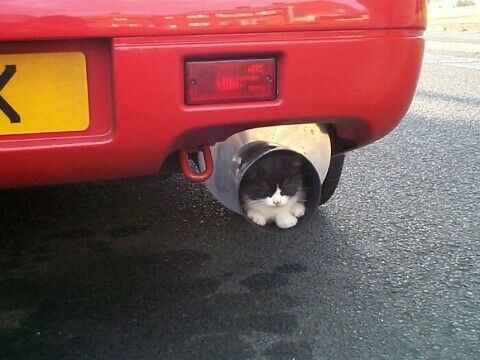 Kucing Lucu Gemesin Da16b