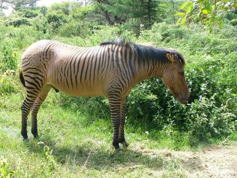 Zebroid 19a40