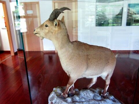 Kambing Gunung 51c07