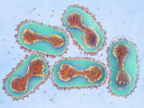Virus Cacar Kuda D06ad