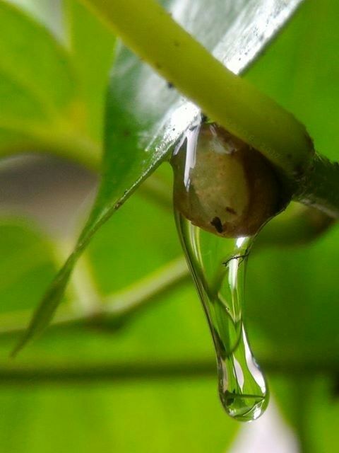 foto-zifu-zifu3